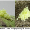 melitaea cinxia ovum volg2